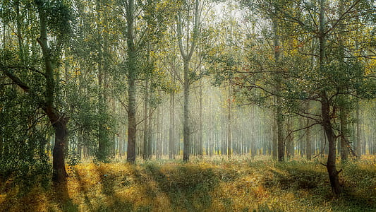 green fields surrounded by green leafed trees thumbnail