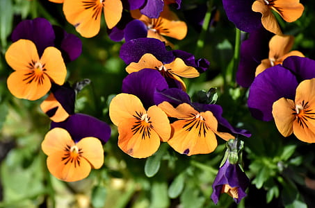 close up photo of yellow and purple pansy flowers thumbnail