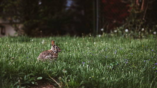 brown rabbit on grassland thumbnail