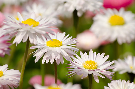 selective focus photography of three daisies thumbnail