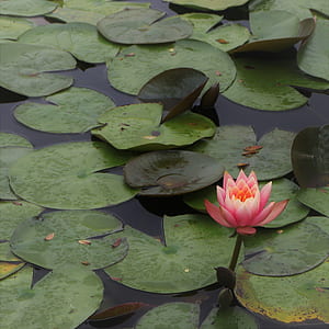 green leafed plants on body of water thumbnail