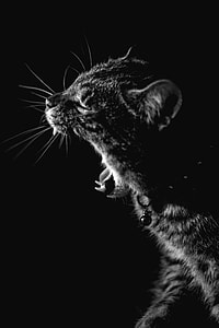 grayscale photography of gray cat thumbnail