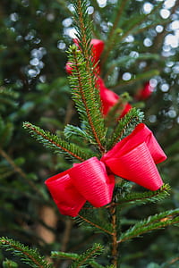 selective focus photography of red ribbon on green leaf plant thumbnail
