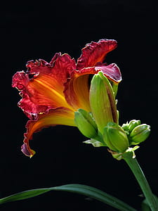 selective focus photo of red daylily flower thumbnail