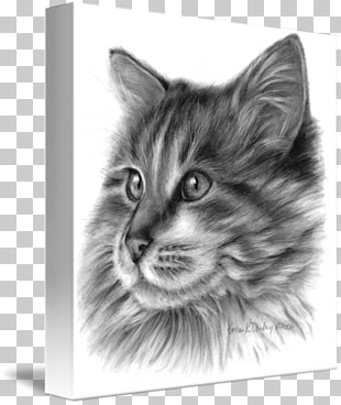 Maine Coon Norwegian Forest Cat Nebelung Domestic Long Haired Cat
