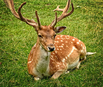 Elk Lying on Green Grasses thumbnail