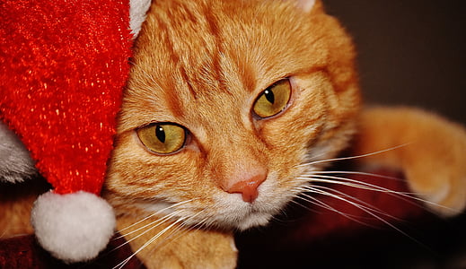 closeup view of orange tabby cat thumbnail