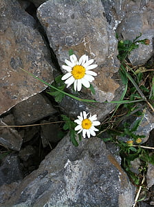 two white-and-yellow petaled flowers on rock thumbnail