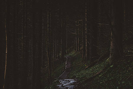 photo of dirt road surrounded by trees thumbnail