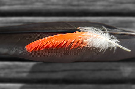 selective focus photography of feather thumbnail