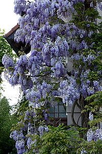 purple wisteria flowers thumbnail