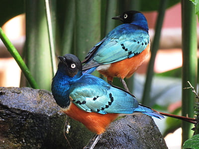 two blue-and-orange birds perched on rock thumbnail
