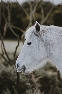 shallow focus photo of white horse thumbnail