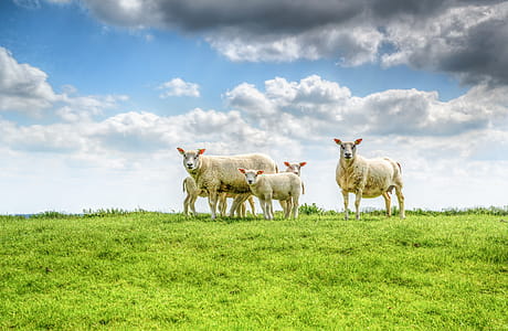 Five White Sheep on Farm thumbnail