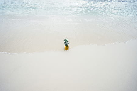 Pineapple in the Middle of the Seashore thumbnail