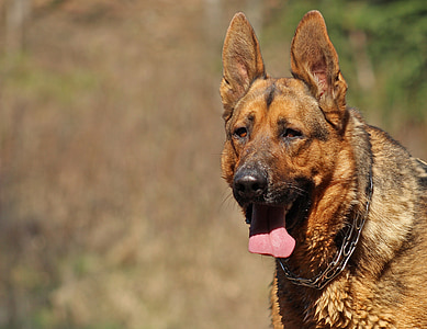 adult German Shepherd standing on grasses thumbnail