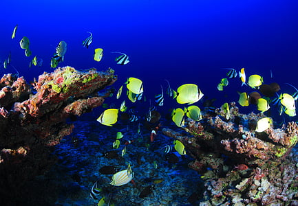 shoal of green-and-black fishes thumbnail