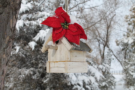red poinsettia flower on top of beige birdhouse thumbnail