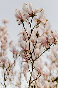 Magnolia tree in bloom thumbnail