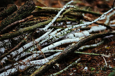 A walk in an autumn forest thumbnail