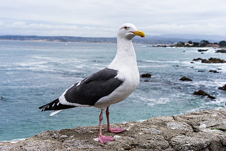 seagull on rock near body of water thumbnail
