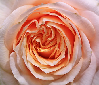 macro photography of pink rose in bloom thumbnail