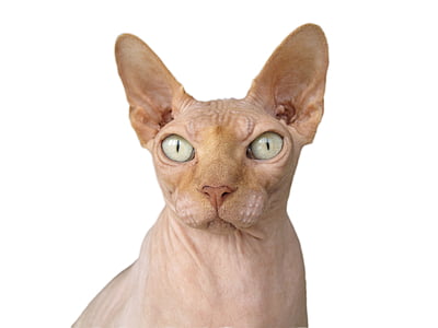 Sphynx cat thumbnail