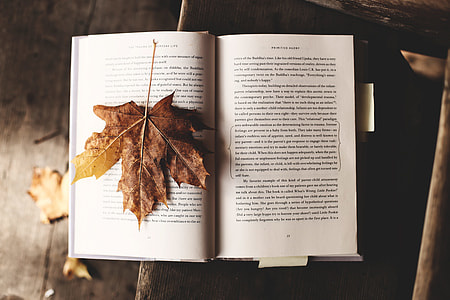 dried maple leaf on book thumbnail