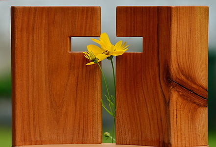white cosmos flower with two brown boxes thumbnail