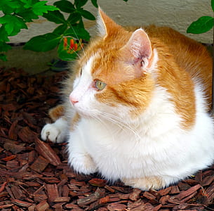 white and orange cat on lawn thumbnail