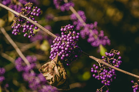Close Up View of Purple and Brown Flower thumbnail