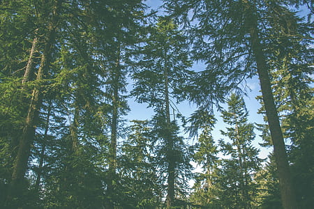 low-angle photography of pine trees thumbnail