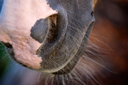 closeup photography of gray and pink horse nose thumbnail