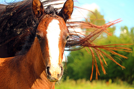 brown horse near trees thumbnail