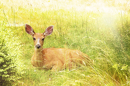 brown deer laying on green grass field during daytime thumbnail