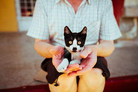 selective focus photo of person holding white and black cat thumbnail