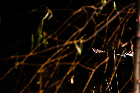 nature, flight, plant, bird thumbnail