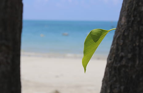 selective focus photography of green leaves thumbnail