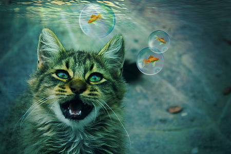 gray tabby cat and fish underwater thumbnail