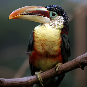 black and yellow long-peaked bird on tree branch thumbnail