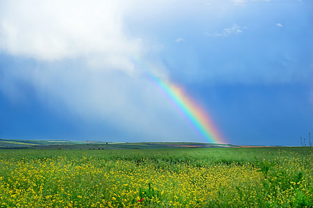 yellow rapeseed flower field under blue and white sky thumbnail