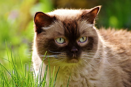 ragdoll cat on grass during daytime thumbnail