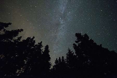 silhouette of trees under starry sky during nighttime thumbnail