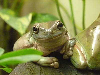 green frog on gray surface in close-up photo thumbnail