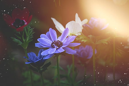 purple, red, and white flowers thumbnail
