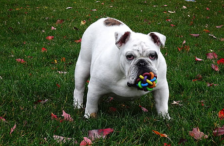 white and tan bulldog thumbnail