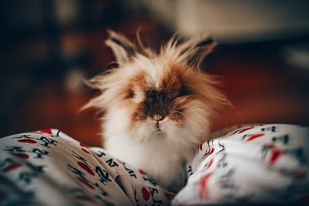 White and Brown Long-chaired Cat Focus Photography thumbnail