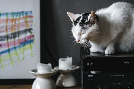 Cat Portrait thumbnail