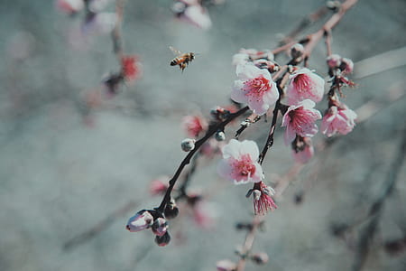 bee beside pink cherry blossom flower thumbnail