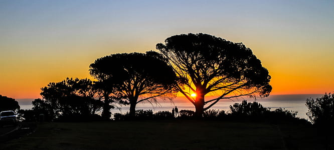 silhouette of trees during golden hour thumbnail